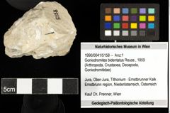 Foto (Objekt + Etiketten) von Goniodromites bidentatus (Reuss, 1859) 